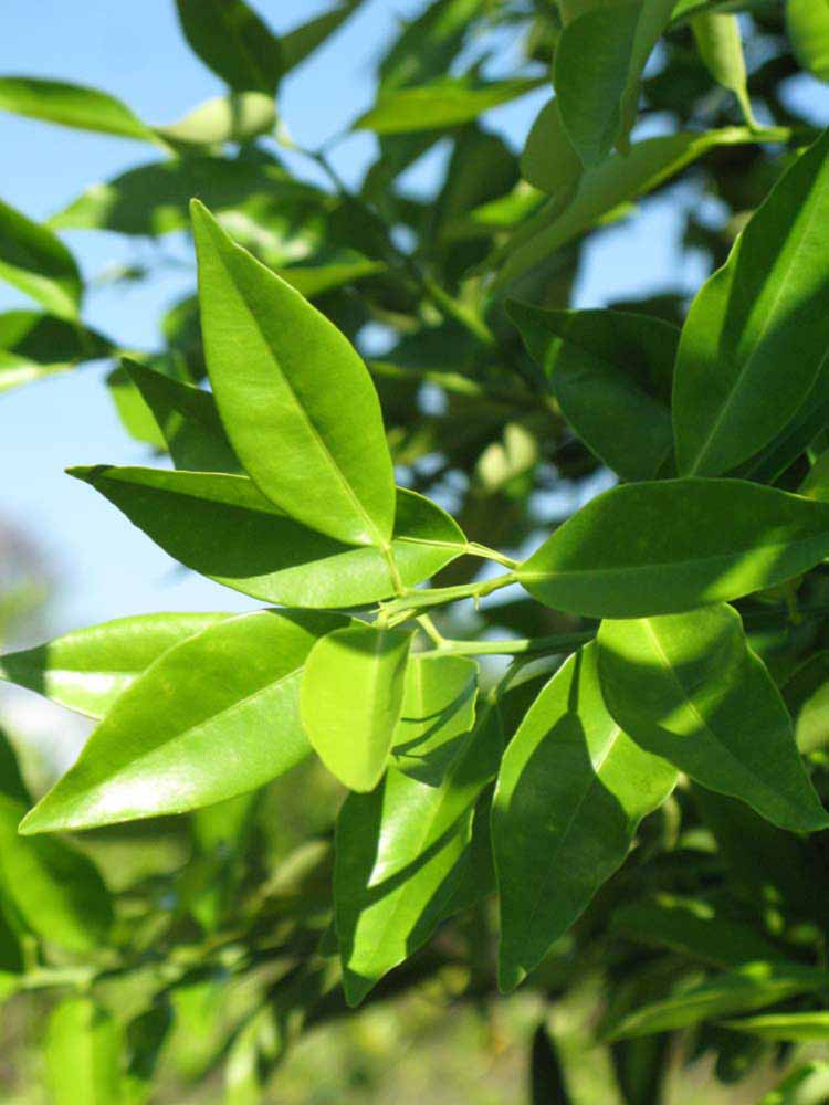              Sun leaves (Winter Haven, FL)       